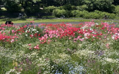 昭和記念公園