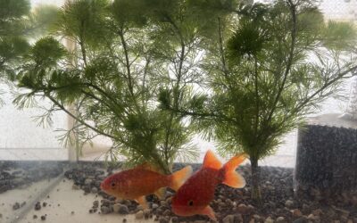 金魚さんたち
